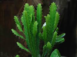 Image result for Euphorbia kilwana