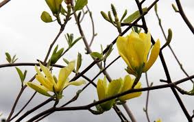 Yellow flowering trees have the power to make any garden look cheerful and summery. Magnolia Trees At Portland Nursery And Garden Center
