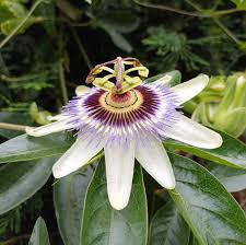 Image result for Passiflora caerulea
