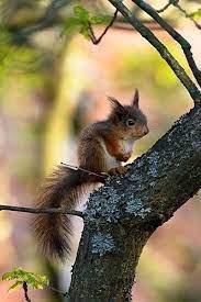 Pin By Ck Kuijpers On Beautiful Cute Animals Animals Animals Beautiful
