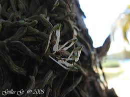 Image result for Microcoelia physophora