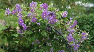We did not find results for: How To Plant A Perfect Window Box And Then Keep It Alive