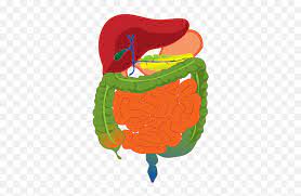 Aug 15, 2017 · most people do have a variety of ills throughout their life. Download Complete Gi Tract Small Intestine Diagram For Kids Png Digestive System Png Free Transparent Png Images Pngaaa Com