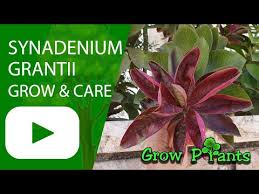 Image result for Euphorbia grantii