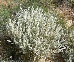 Image result for Cyanotis lanata