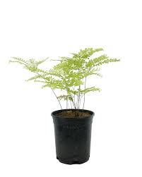 Image result for Adiantum