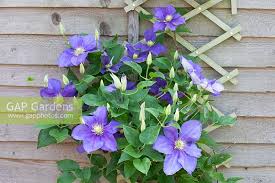 We did not find results for: Clematis General Si Stock Photo By David Tull Image 0628482