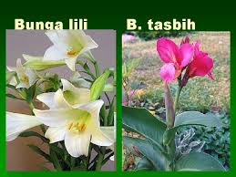 Bunga tulip dapat berkembang biak baik secara seksual maupun aseksual. Bagianbagian Bunga Oleh Hamidah Bagianbagian Bunga Tangkai Bungapedicellus