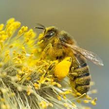 Protocols for studies of learning in the honeybee. Plant Of The Month South Cheshire Beekeepers Association Scbka