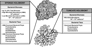 Millions of cubic miles of water exists in the ground. Highlights Of Marine Natural Products Having Parallel Scaffolds Found From Marine Derived Bacteria Sponges And Tunicates The Journal Of Antibiotics
