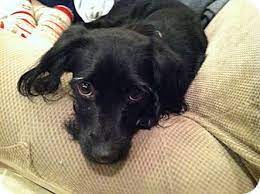 Our dachshund puppies are sold with a written health guarantee and lifetime assistance, so we are always here to answer any questions and help with training after you take your new dachshund puppy home. Scottish Terrier Dachshund Mix Dachshund Scottie Scottish Terrier Mix Dog For Adoption In Chicago Dachshund Adoption Dachshund Mix Dachshund