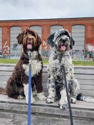 My two pups (Apollo 1.5 years