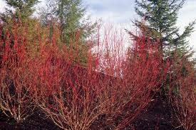 Image result for Sericorema sericea