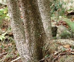 Image result for Obetia