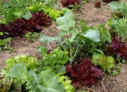 Planning A Garden The Benefits Of Companion Planting