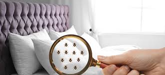 Bed Bug Lawyer in Pennsylvania - Ethen Ostroff Law