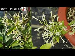 Image result for Cestrum nocturnum