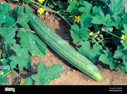 Image result for Cucumis sativus
