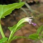 Image result for Torenia thouarsii