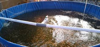 Cara Budidaya Semi Intensif Pembesaran Ikan Nila Tafshare