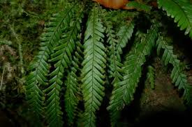 Image result for Grammitis