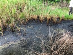 Image result for Acroceras amplectens