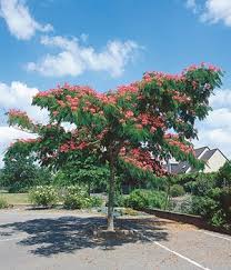 Albizia julibrissin summer chocolate verzorging. Albizia Summer Chocolate Pflege Albizia Julibrissin