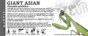 Image result for Elymandra grallata