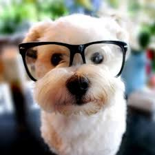 Image result for a cute dog