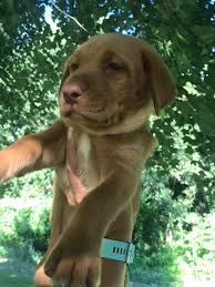 Our puppies hail from top champion. Rockford Red Lab Puppies Home Facebook