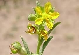 Image result for Leucas capensis