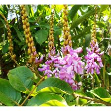 Image result for Lonchocarpus