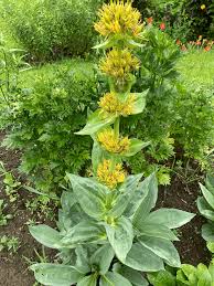 Image result for Gentianaceae