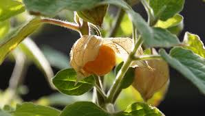 Die hülle liefert dabei in der einschätzung gute hinweise, zudem schimmert die kräftige farbe hindurch. Physalis Anbauen Sudamerikanische Vitaminbombe