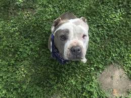 Adopt a pet at the oregon humane society in portland. The Pixie Project What Makes The Pixie Project Special Non Profit Animal Shelter And Rescue Dog And Cat Adoptions Pet Adoption In Portland Oregon 97232