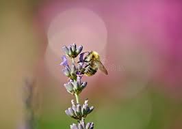 Image result for Bombus sylvarum