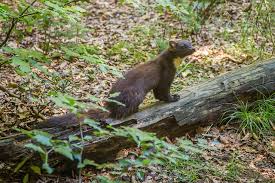 Nicht zuletzt wegen des immensen schadens den dieses vermeintlich süße pelztierchen anrichten kann. Https Www Hiss Reet Shop De Blog Produkte So Vermeiden Sie Unerwuenschten Besuch Durch Marder In Ihrem Haus