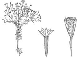 Image result for Schkuhria pinnata