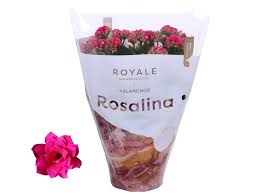 Image result for Kalanchoe rosalina