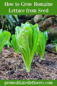 To harvest them, just snap each leaf off at the base of the plant, being careful not to uproot the whole plant {it's best to snap off the leave about a 1. How To Grow Romaine Lettuce From Seeds Or Seedlings To Harvest