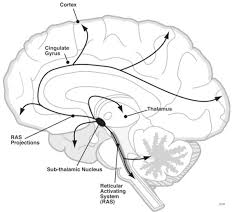 The brainstem regulates vital cardiac and respiratory functions and acts as pons: Bookbrain Stem Nuclei A Laboratory Manual And Text Book Of Embryology Embryology The Brain 337 Alar Plate Is Greatly Thickened And Becomes The Anlage Of The Thalamus And Metathalamus The Latter