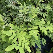Image result for Osmunda regalis
