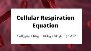Every machine needs specific parts and fuel in order to function. Balanced Chemical Equation For Cellular Respiration Meaning And Function Science Trends