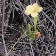 Image result for Sebaea