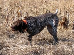 Check spelling or type a new query. Cajun German Shorthaired Pointer Pups Available Birdhunter