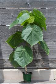 Image result for Dombeya lastii