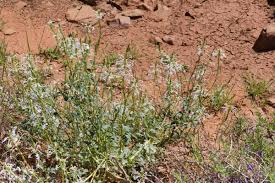 Image result for Chascanum