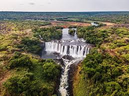 Image result for Zygotritonia atropurpurea