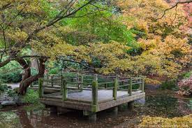 Fall Color San Francisco Botanical Garden Photobotanic Botanical Gardens Japanese Maple Tree Garden Photography