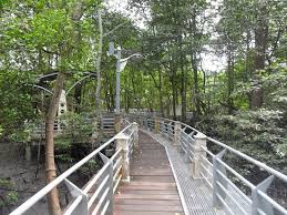 See more of paya bakau on facebook. Hanging Bridge Taman Paya Bakau Mangrove Forest Park Picture Of Mangrove Swamp Park Lumut Tripadvisor
